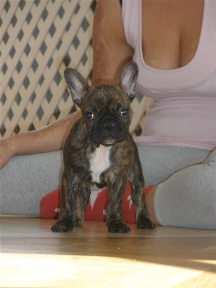 Fransk bulldog tulle billede 2