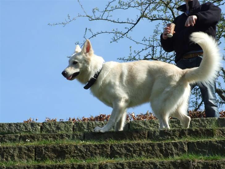 Hvid schæfer Bjørn billede 1