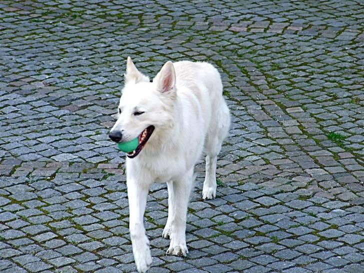 Hvid schæfer Bjørn billede 2