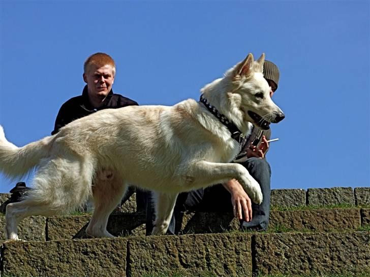 Hvid schæfer Bjørn billede 3