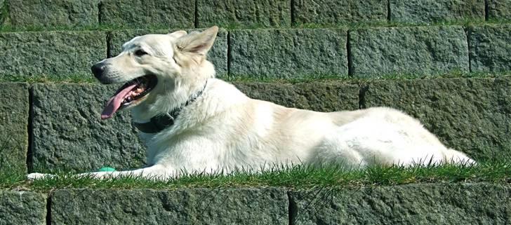 Hvid schæfer Bjørn billede 4