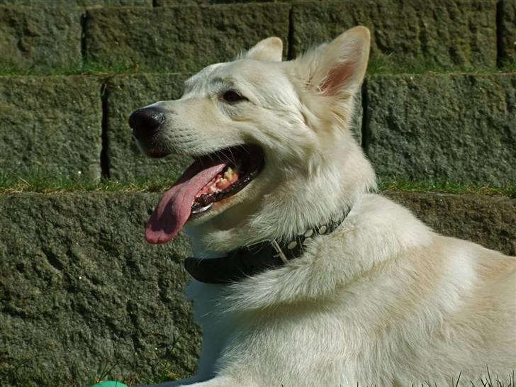 Hvid schæfer Bjørn billede 5