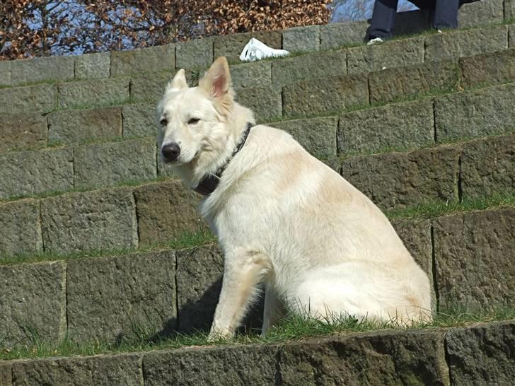 Hvid schæfer Bjørn billede 6
