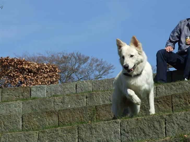 Hvid schæfer Bjørn billede 7