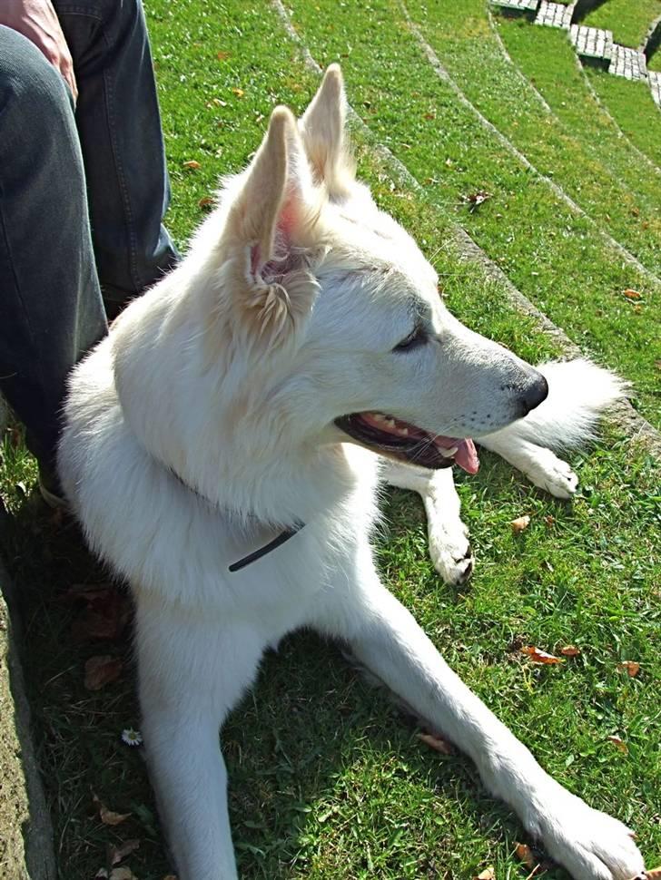 Hvid schæfer Bjørn billede 8