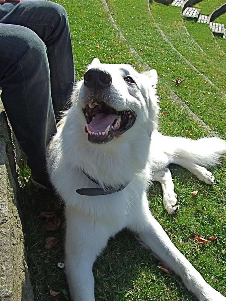Hvid schæfer Bjørn billede 9