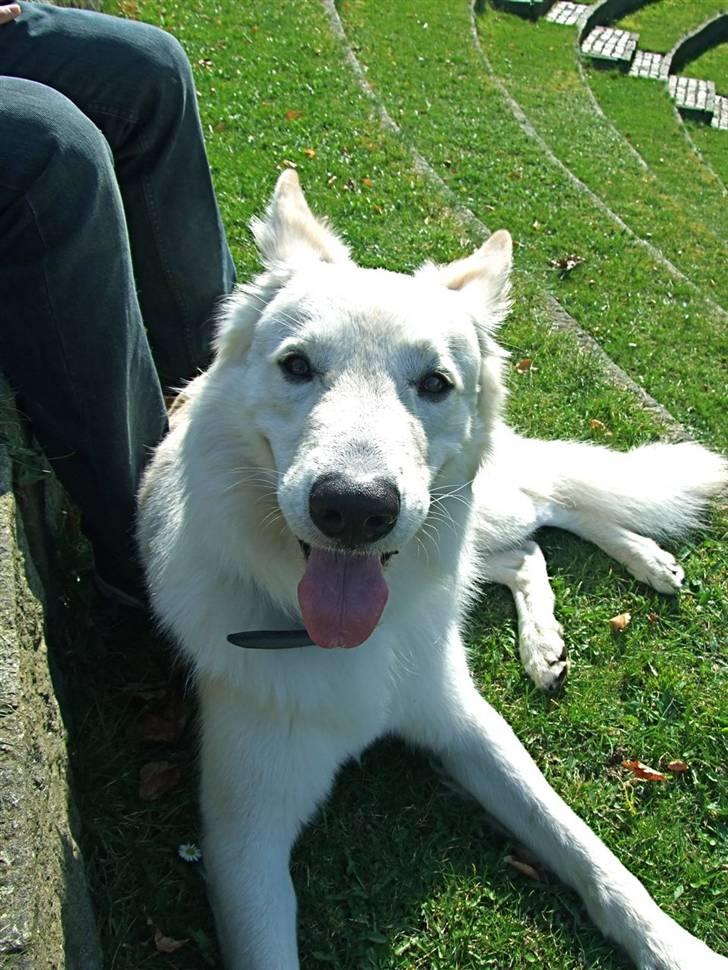 Hvid schæfer Bjørn billede 10