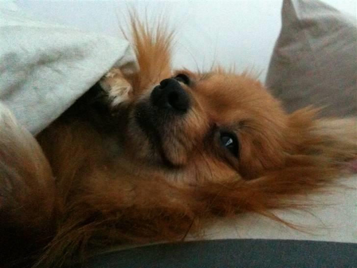 Pomeranian Cleo billede 5