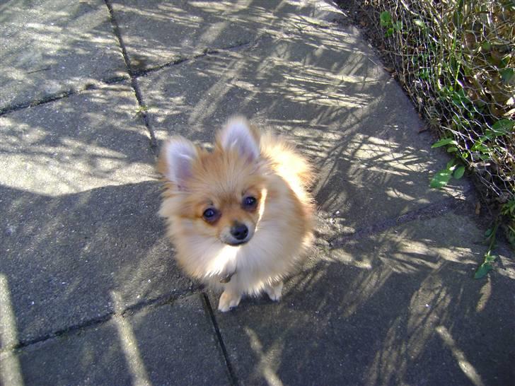 Pomeranian Cleo billede 10