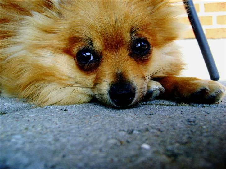 Pomeranian Cleo billede 4