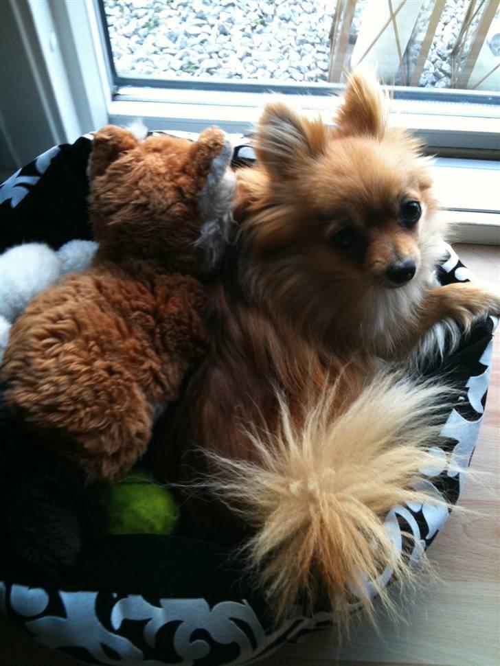 Pomeranian Cleo - Stakkels lille Cleo, som faktisk næsten ikke selv kan være i kurven for alt sit legetøj! billede 7