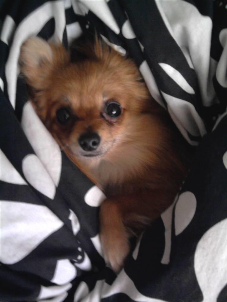 Pomeranian Cleo billede 11