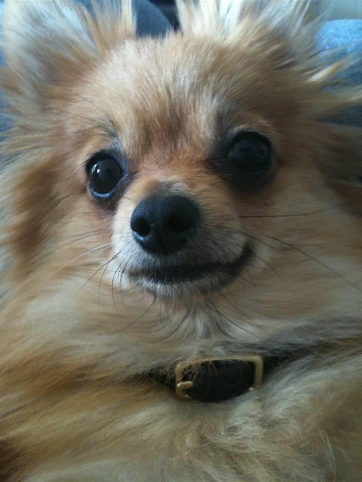 Pomeranian Cleo billede 9