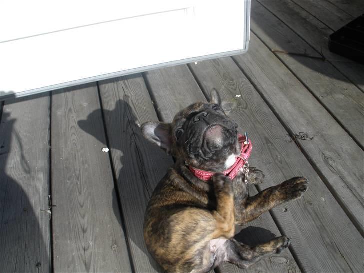 Fransk bulldog tulle billede 4