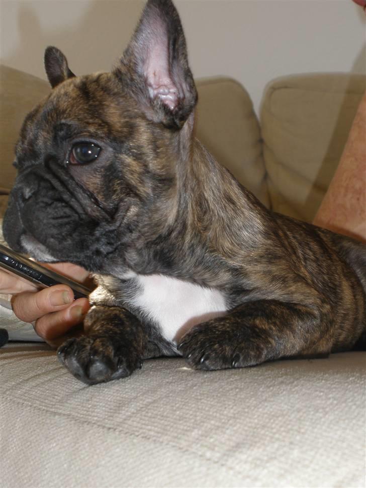 Fransk bulldog tulle billede 5