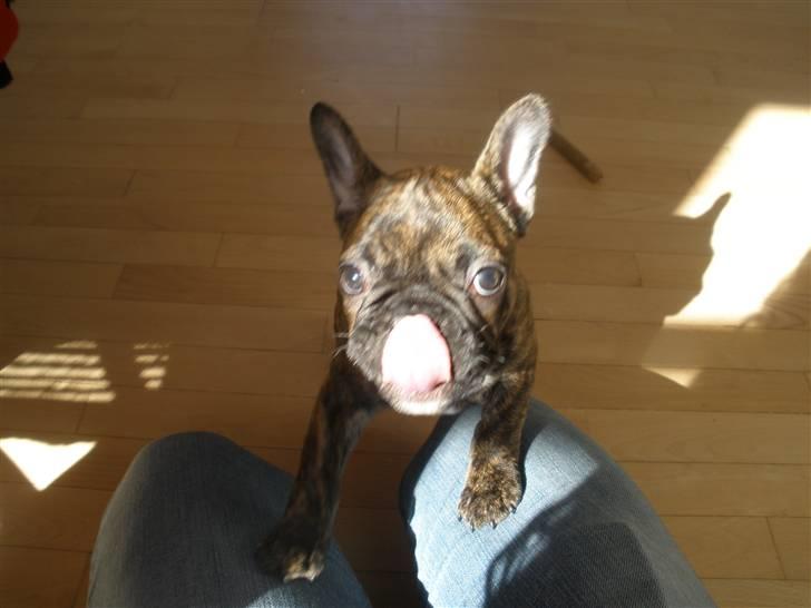 Fransk bulldog tulle billede 6