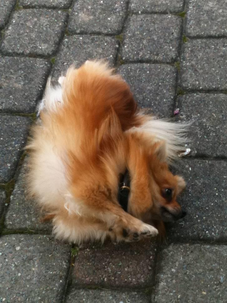 Pomeranian Cleo - mmh.. Faktisk så er det fiskefoder hun ruller sig i...! billede 13
