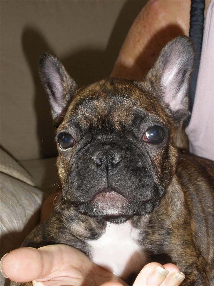 Fransk bulldog tulle billede 7