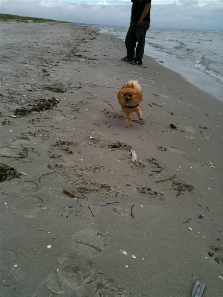 Pomeranian Cleo - DAMP! billede 8