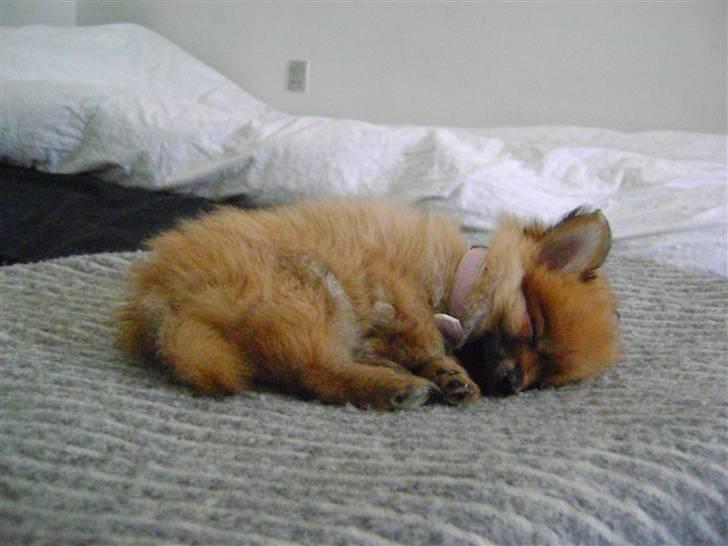 Pomeranian Cleo - Baby-Cleo billede 17