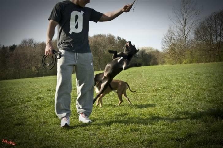 Staffordshire bull terrier Eddie - nyt 22-4-09 billede 6