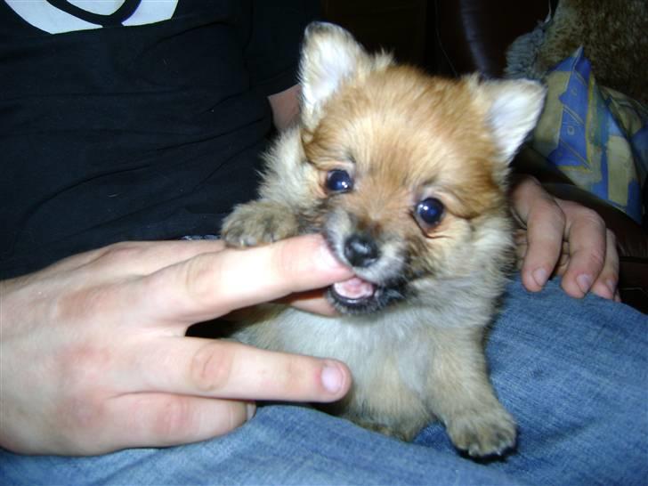 Pomeranian Cleo - Baby-Cleo billede 16