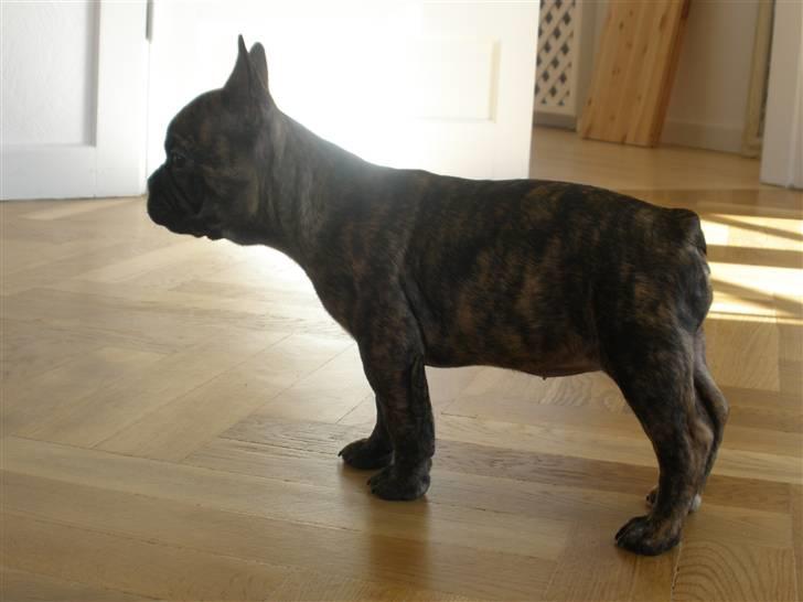 Fransk bulldog tulle billede 8