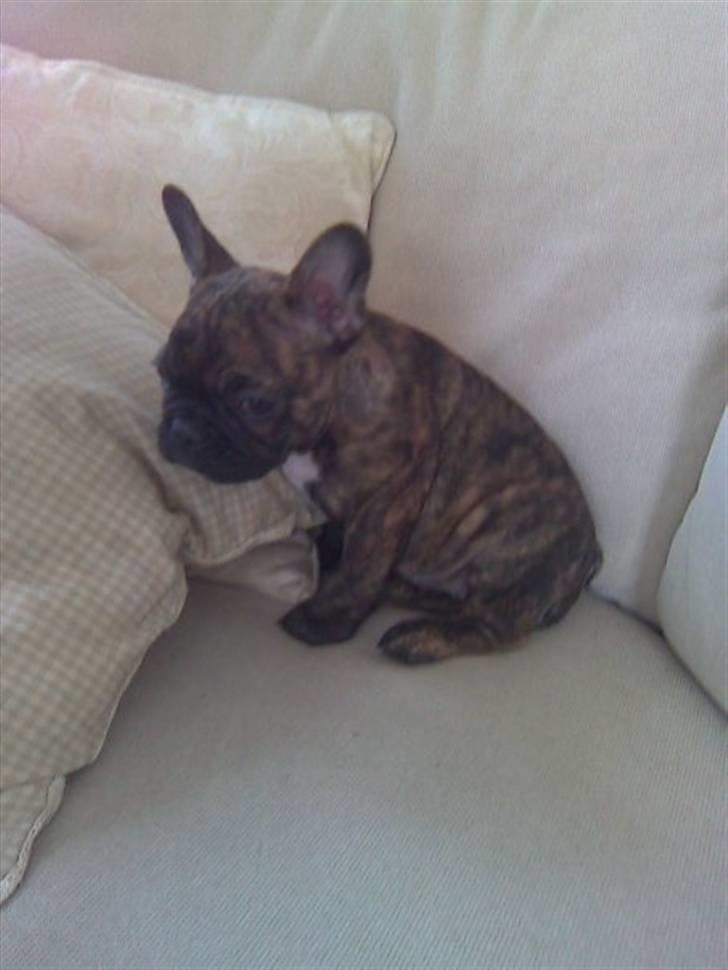 Fransk bulldog tulle billede 9