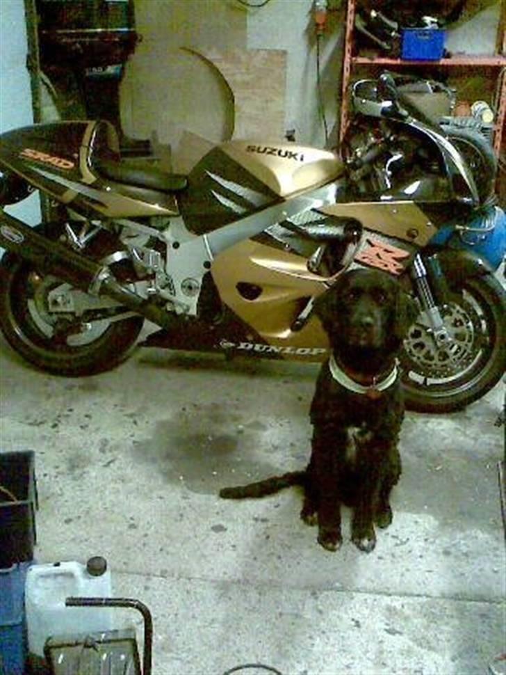 Blanding af racer Kenzo (Død) - Kenzo leger vagt hund :) billede 19