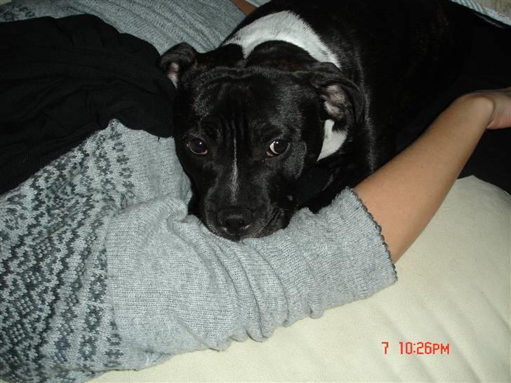 Staffordshire bull terrier Olivia - Der er bare intet bedre end at putte :-) billede 9