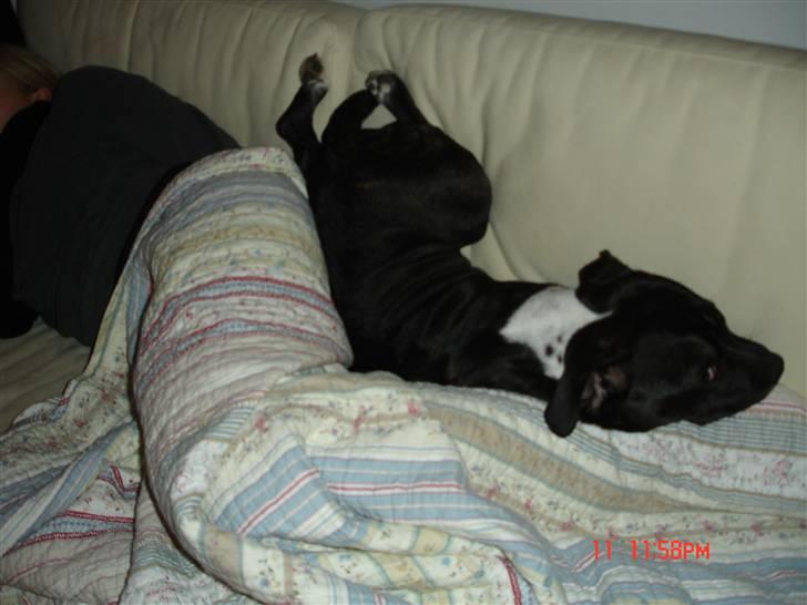 Staffordshire bull terrier Olivia - Har nogle lidt sjove sovevaner ... ;-) billede 10