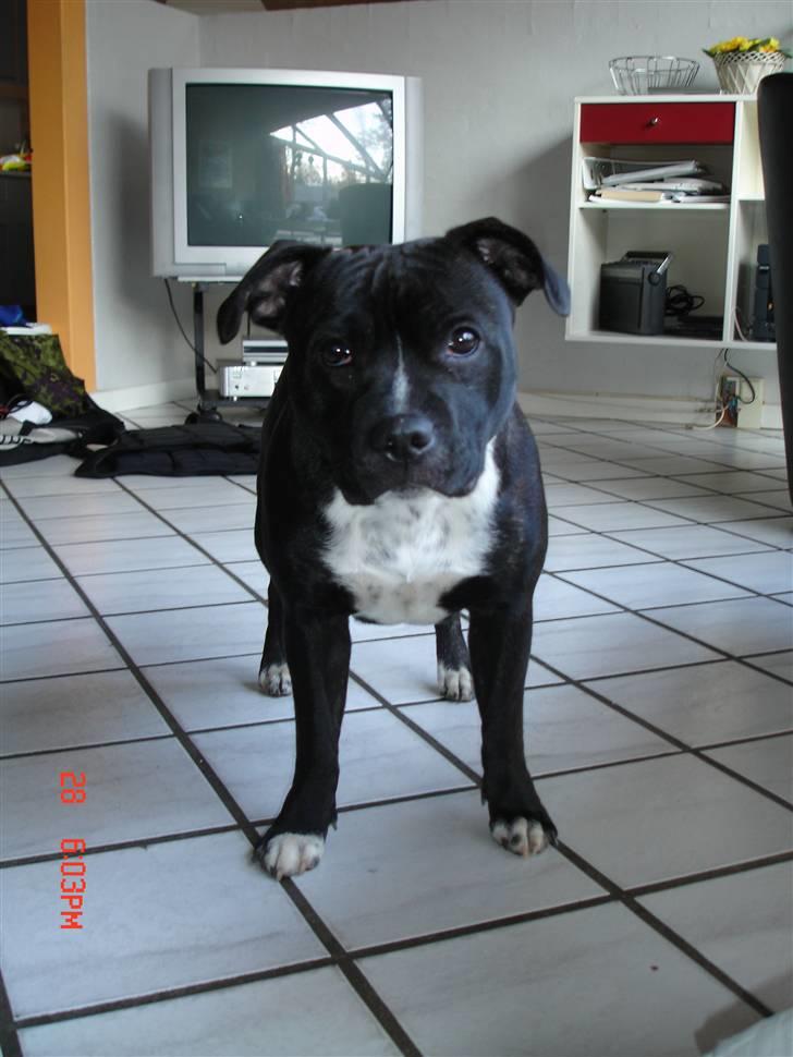 Staffordshire bull terrier Olivia billede 11