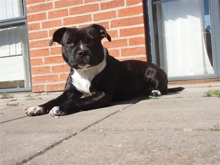 Staffordshire bull terrier Olivia - Ligger lige og slanger mig i solen - skønt skønt! billede 12