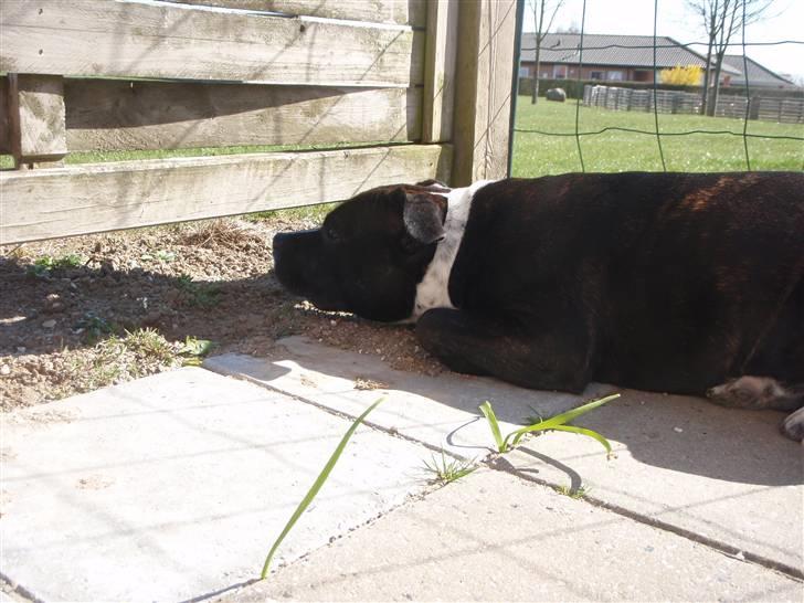 Staffordshire bull terrier Olivia - Hvorfor må jeg ikke være på den anden side af hegnet?! billede 13