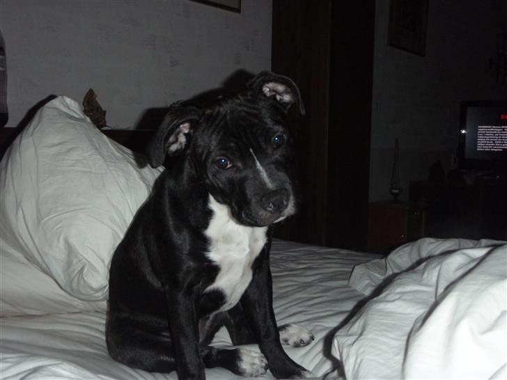 Staffordshire bull terrier Olivia - Synes selv jeg er lidt sød ...  billede 14