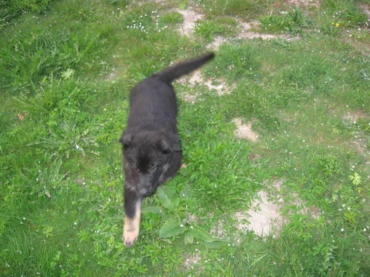 Schæferhund Jen-Ager's Jasko R.I.P - lige kommet til mit nye hjem billede 2