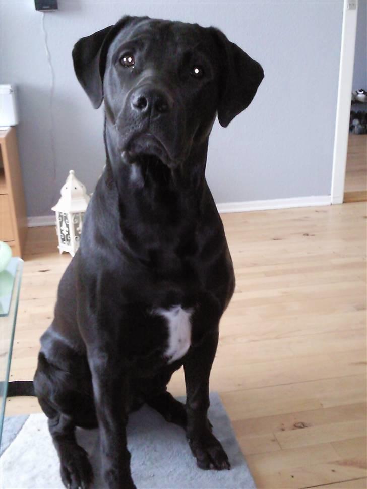 Blanding af racer Rocky billede 1