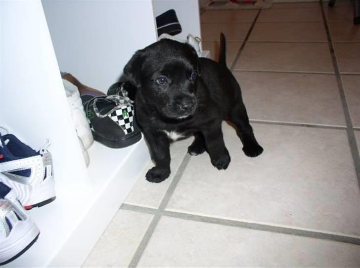 Blanding af racer Rocky - 6uger billede 2