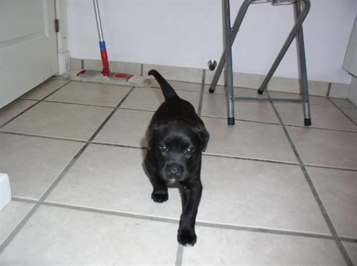 Blanding af racer Rocky - 6uger billede 3