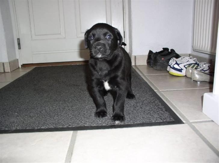 Blanding af racer Rocky - 6uger billede 4