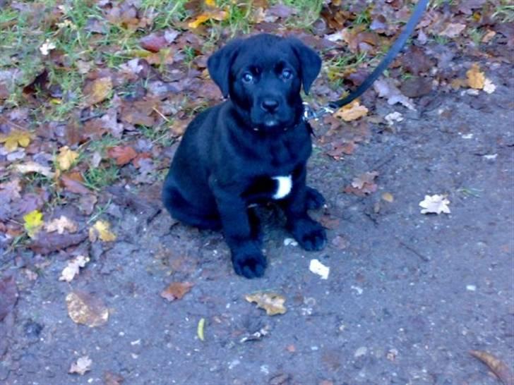 Blanding af racer Rocky - 8uger billede 5