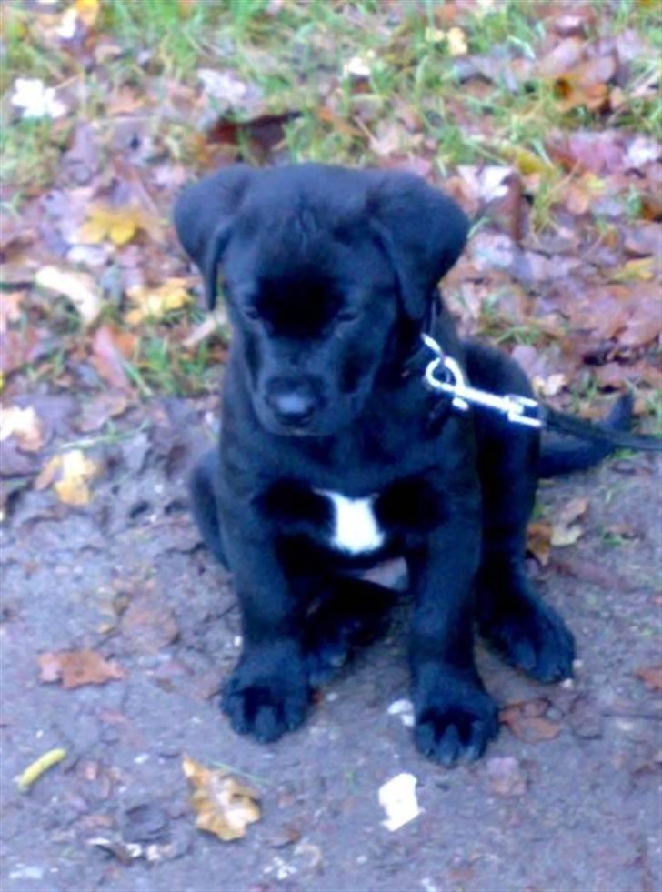 Blanding af racer Rocky - 8uger billede 6