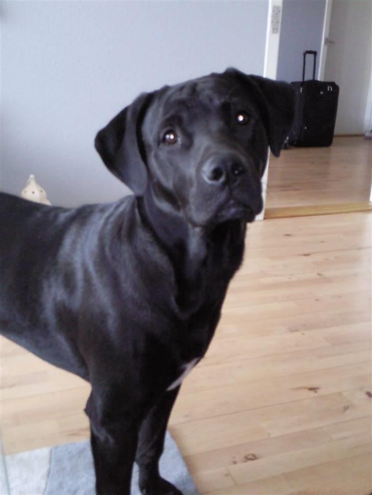 Blanding af racer Rocky billede 7