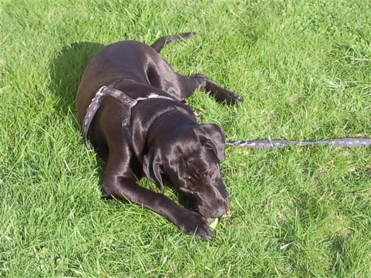 Blanding af racer Rocky billede 8