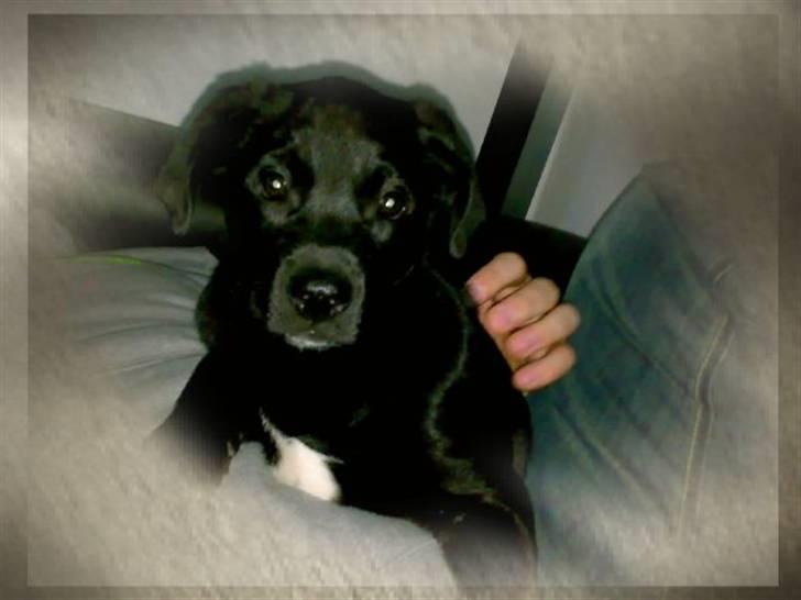 Blanding af racer Rocky billede 9