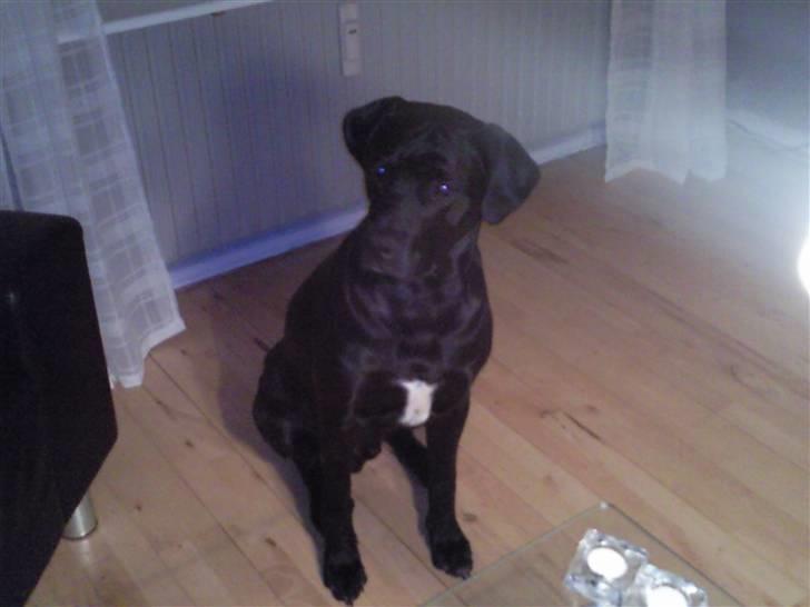 Blanding af racer Rocky billede 10