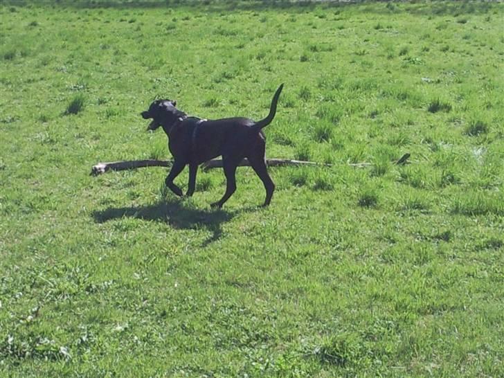 Blanding af racer Rocky billede 11