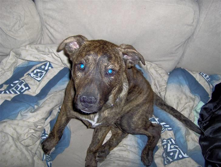 Amerikansk staffordshire terrier Sika aka Kiks billede 1