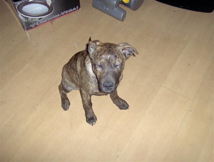Amerikansk staffordshire terrier Sika aka Kiks billede 2