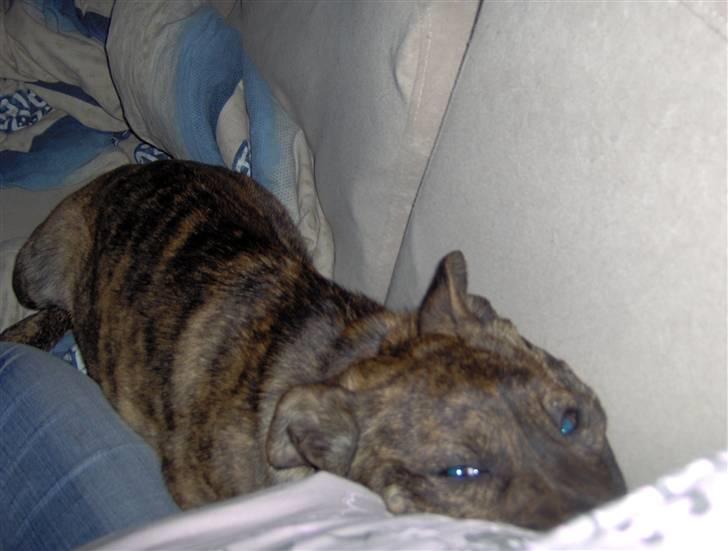 Amerikansk staffordshire terrier Sika aka Kiks billede 3